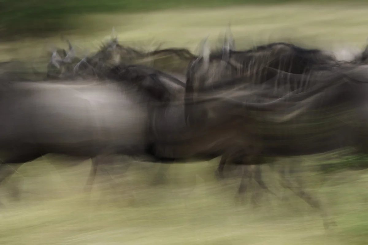 Vuxen afrikansk elefant och unge som dricker vatten på savannen i Masai Mara