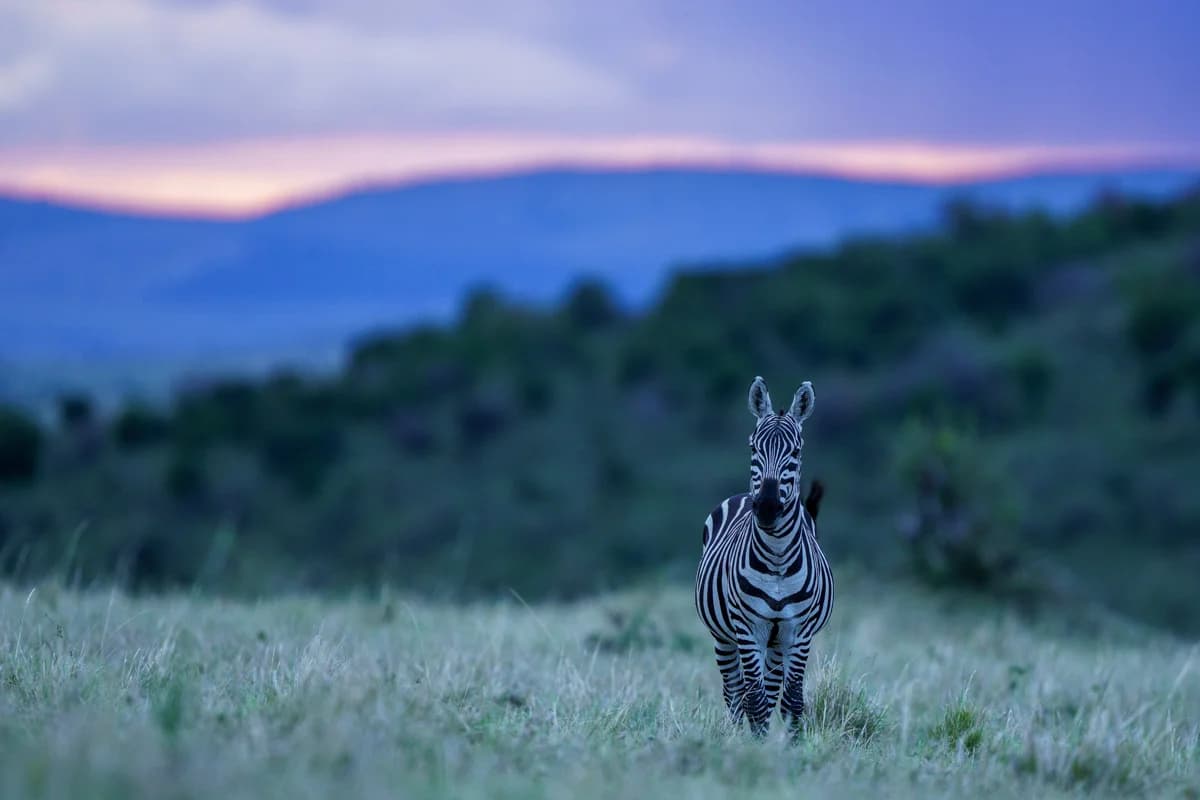 Silhuetter av tre fåglar mot dramatisk solnedgång över Masai Mara
