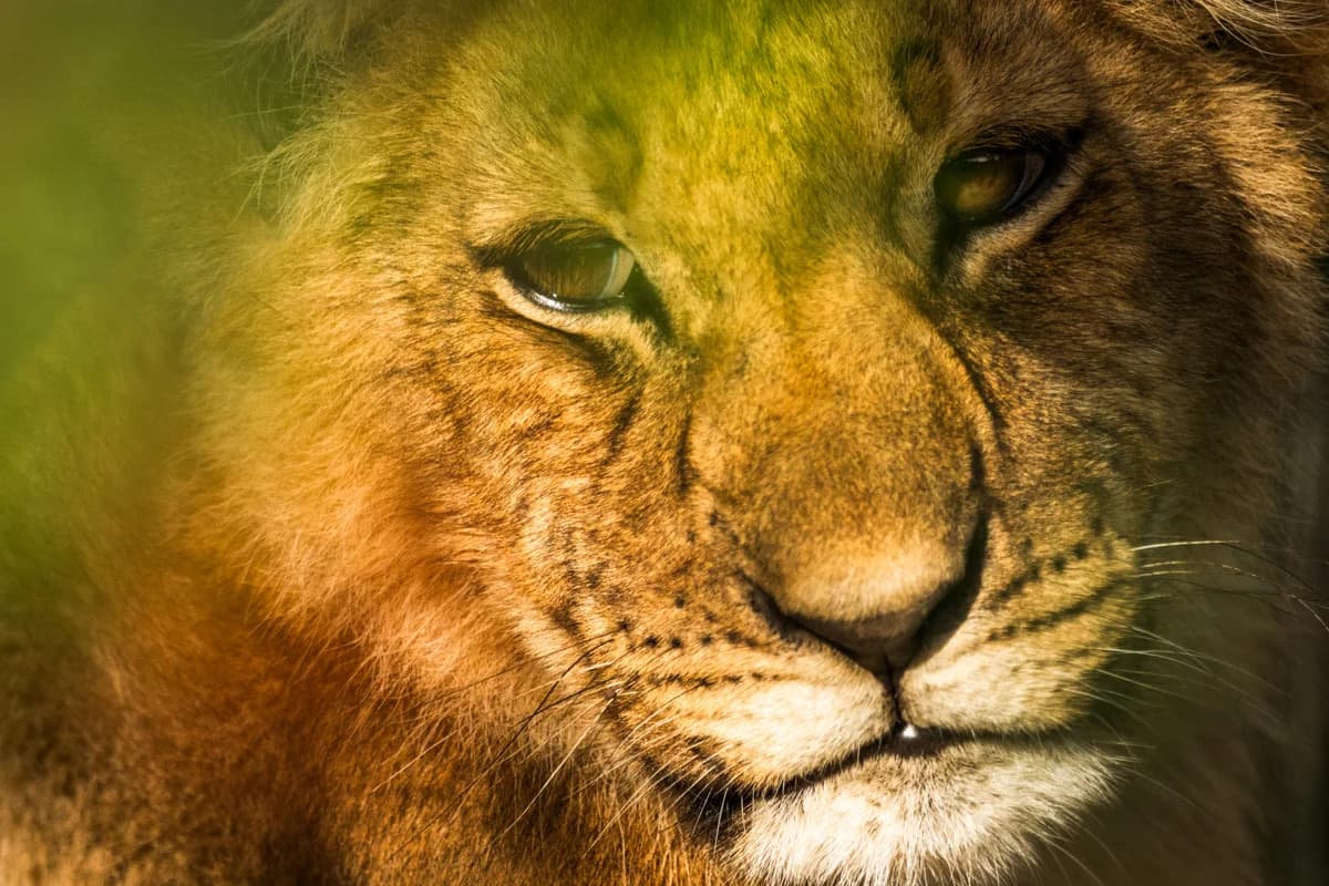 Konstnärlig bild med rörelseoskärpa på springande gnuer i Masai Mara