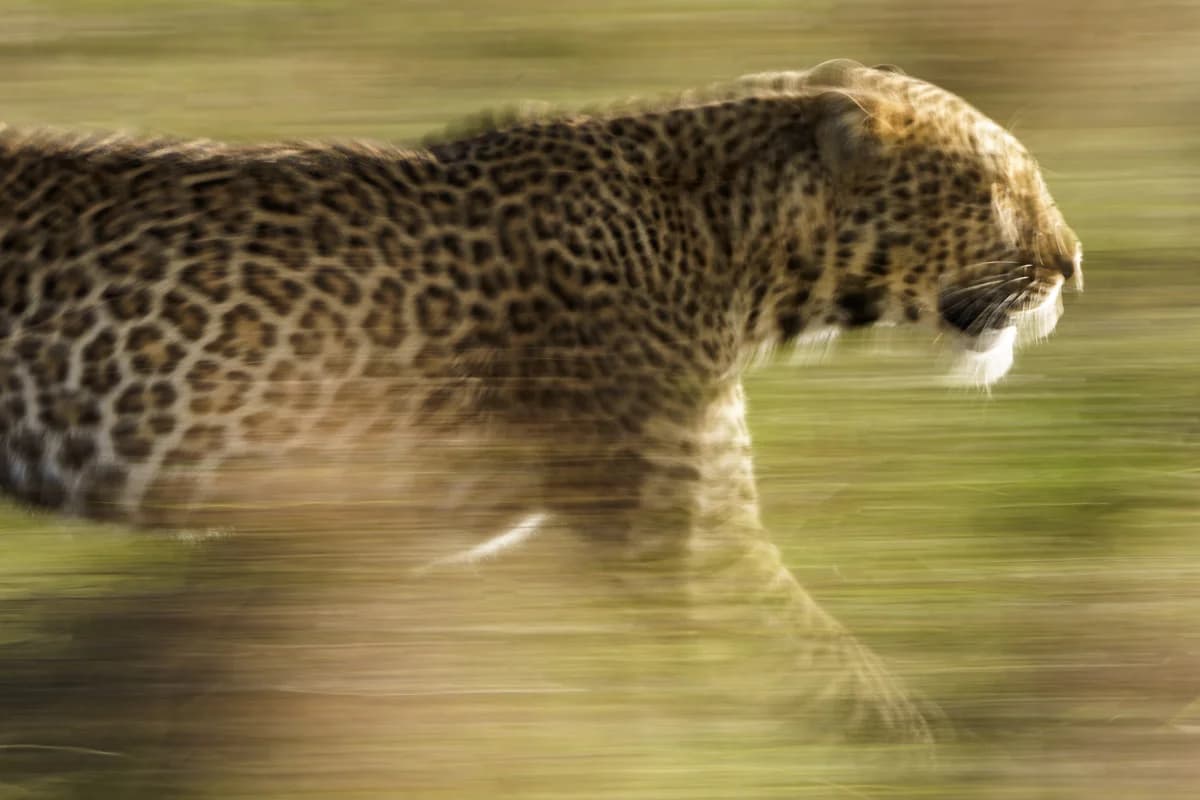 Fläckig hyena med zebrakadaver omgiven av gamar i Masai Mara