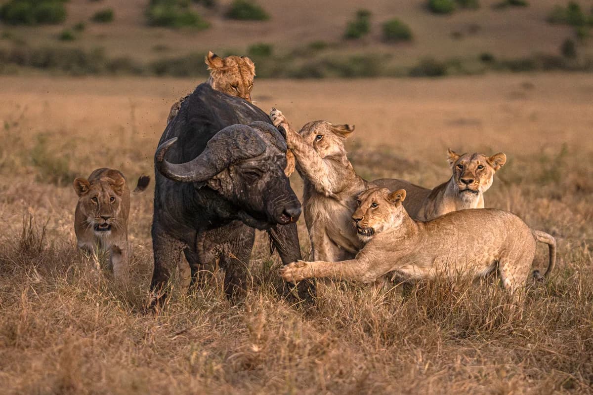 Nösharungsfågel på afrikansk buffel i gryningsljus i Masai Mara