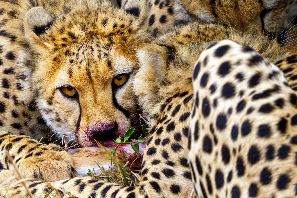 Sällsynt pangolin i närbild på savannen i Masai Mara