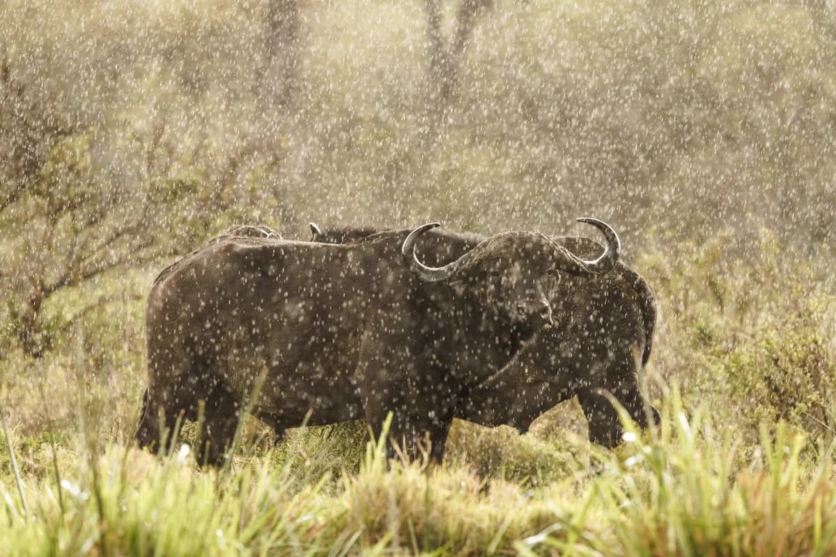 Två afrikanska bufflar i kraftigt regn i Masai Mara