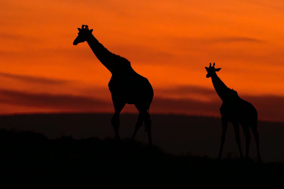 Afrikansk elefant i låg vinkel mot dramatisk molnhimmel i Masai Mara