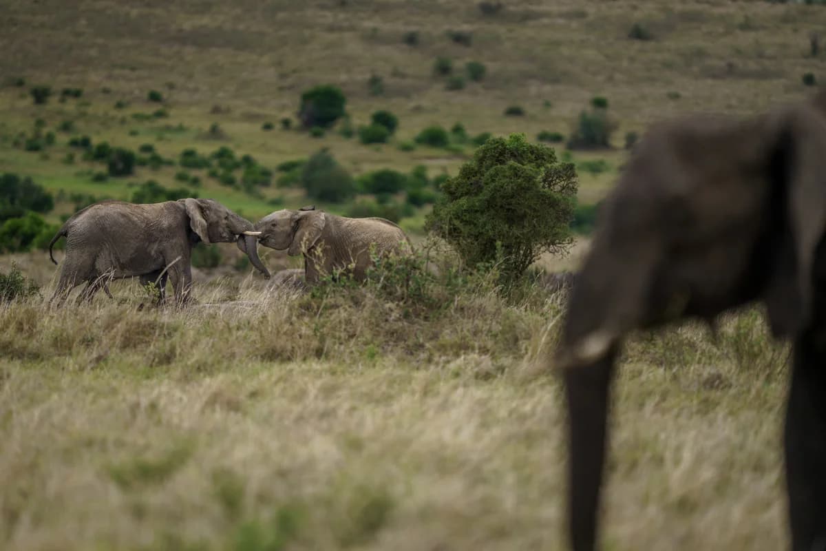 Gasell i profil med motljus på savannen i Masai Mara