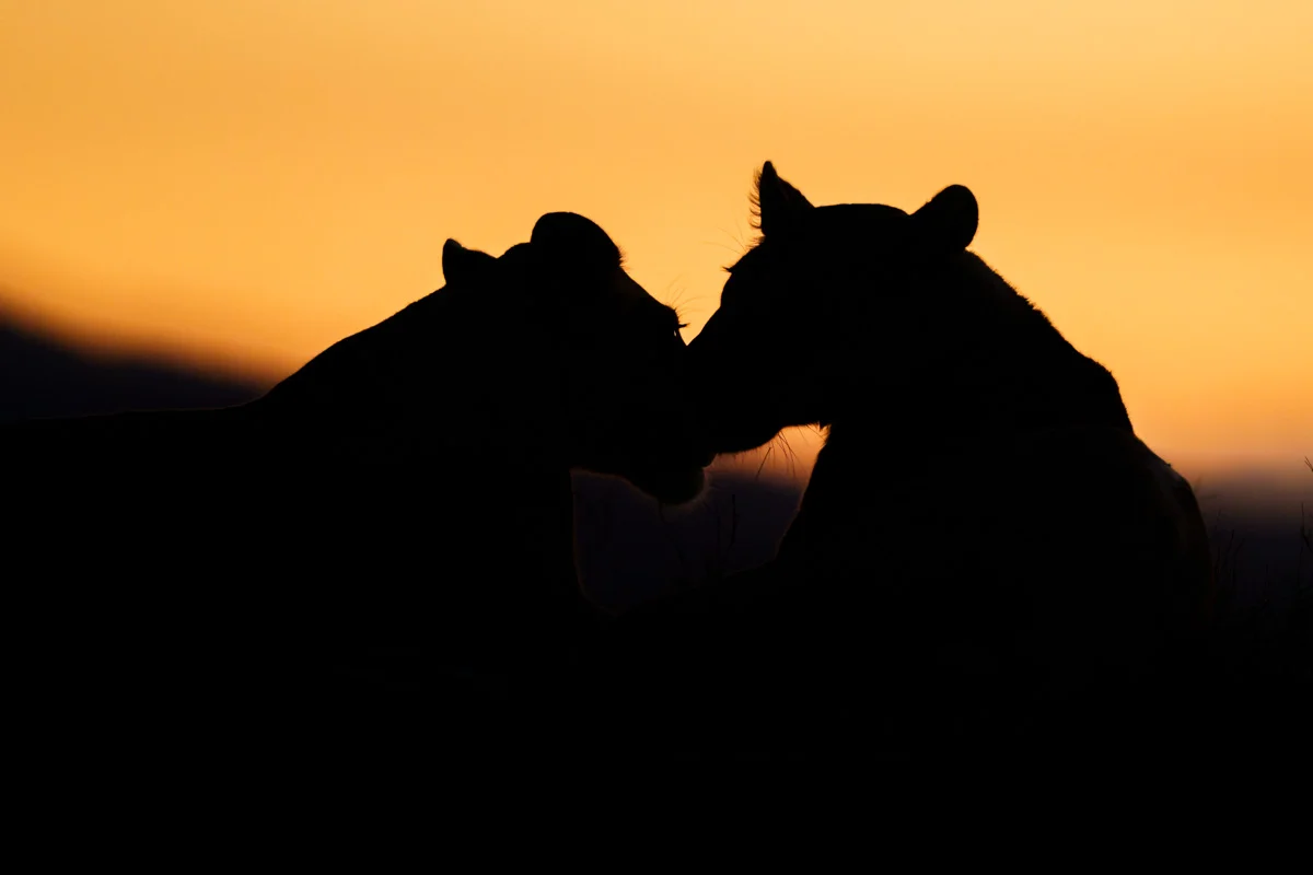 Giraffunge inramad av vuxna giraffer i Masai Mara