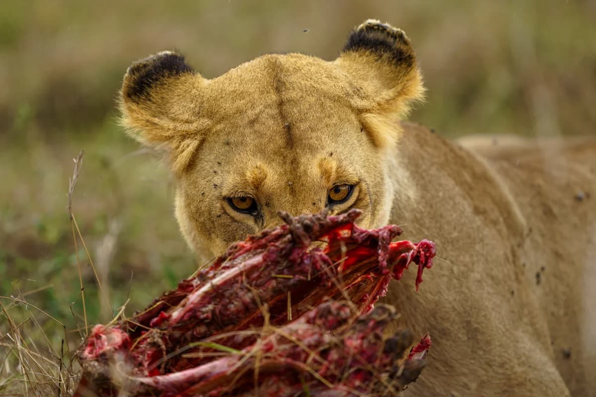 Lejonhane med byte i käkarna i gyllene ljus i Masai Mara