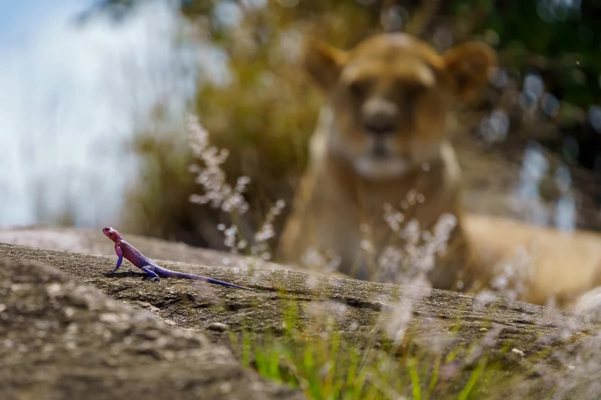 Lejonhane som skakar huvudet i rörelse på savannen i Masai Mara