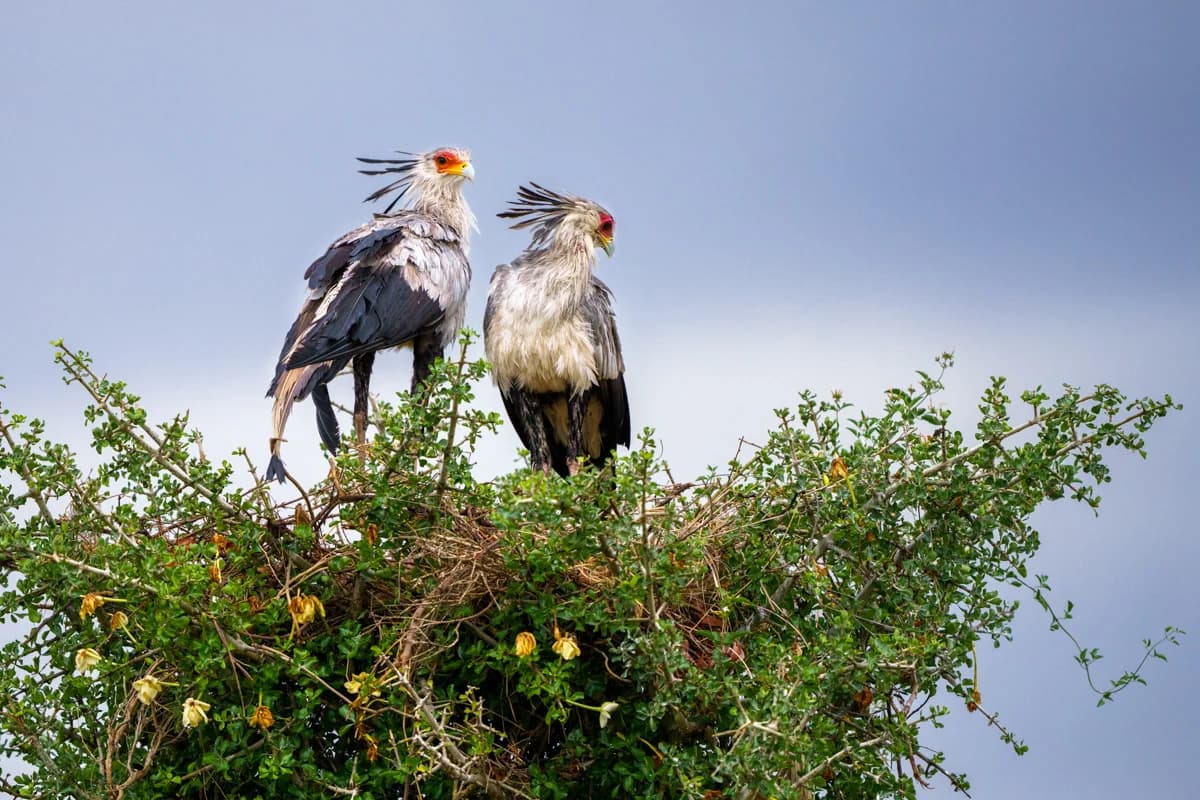 Lejoninna och unge i öm närkontakt på klippa i Masai Mara