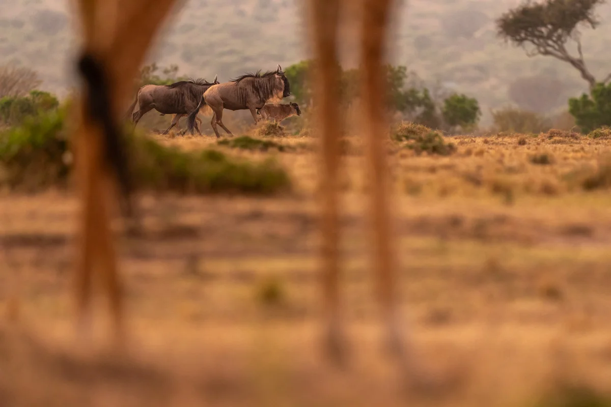Massaj i silhuett vid lägereld i skymning i Masai Mara