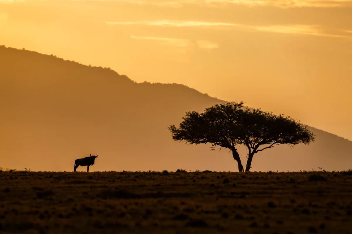Gnu i silhuett vid ett akaciaträd i solnedgången i Masai Mara