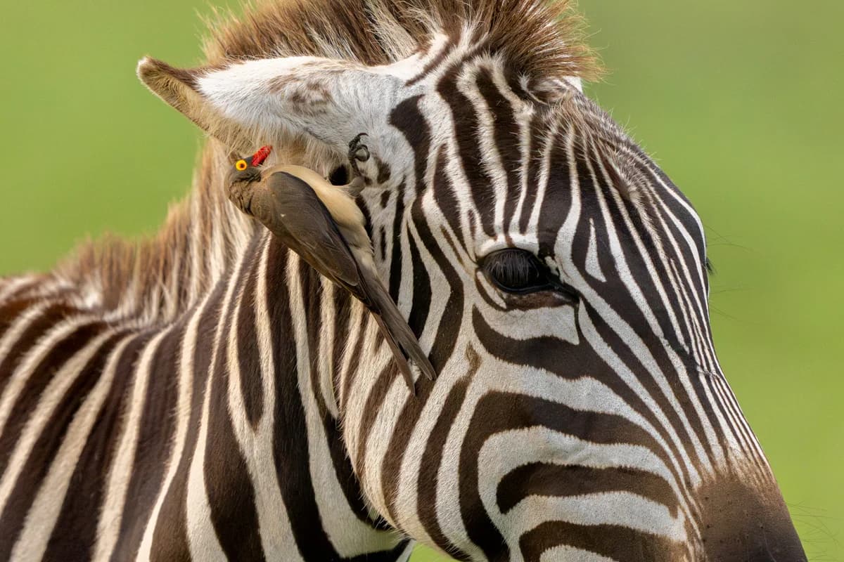 Närbild på krokodil i profil med detaljerad fjällstruktur i Masai Mara
