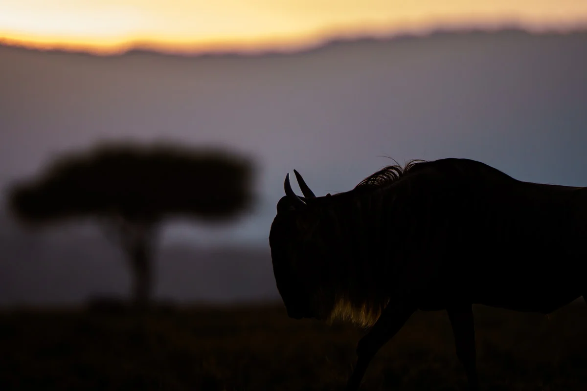 Tre lejon i profil i högt savanngräs i Masai Mara