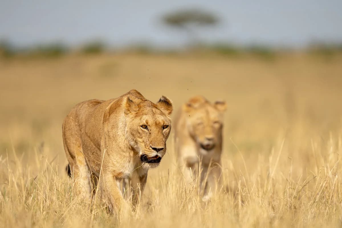 Lejoninna vid färskt byte på savannen i Masai Mara