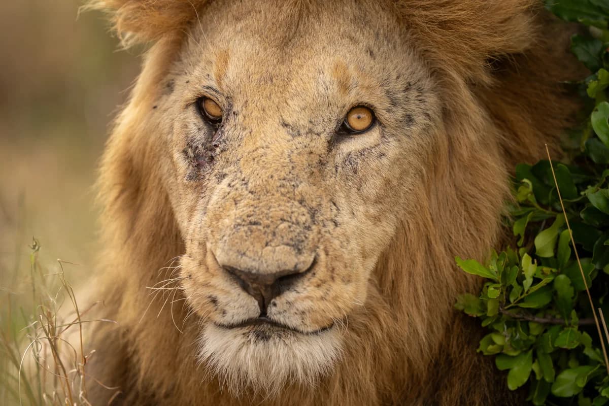Lejoninna i morgonljus som tittar över klippkant i Masai Mara