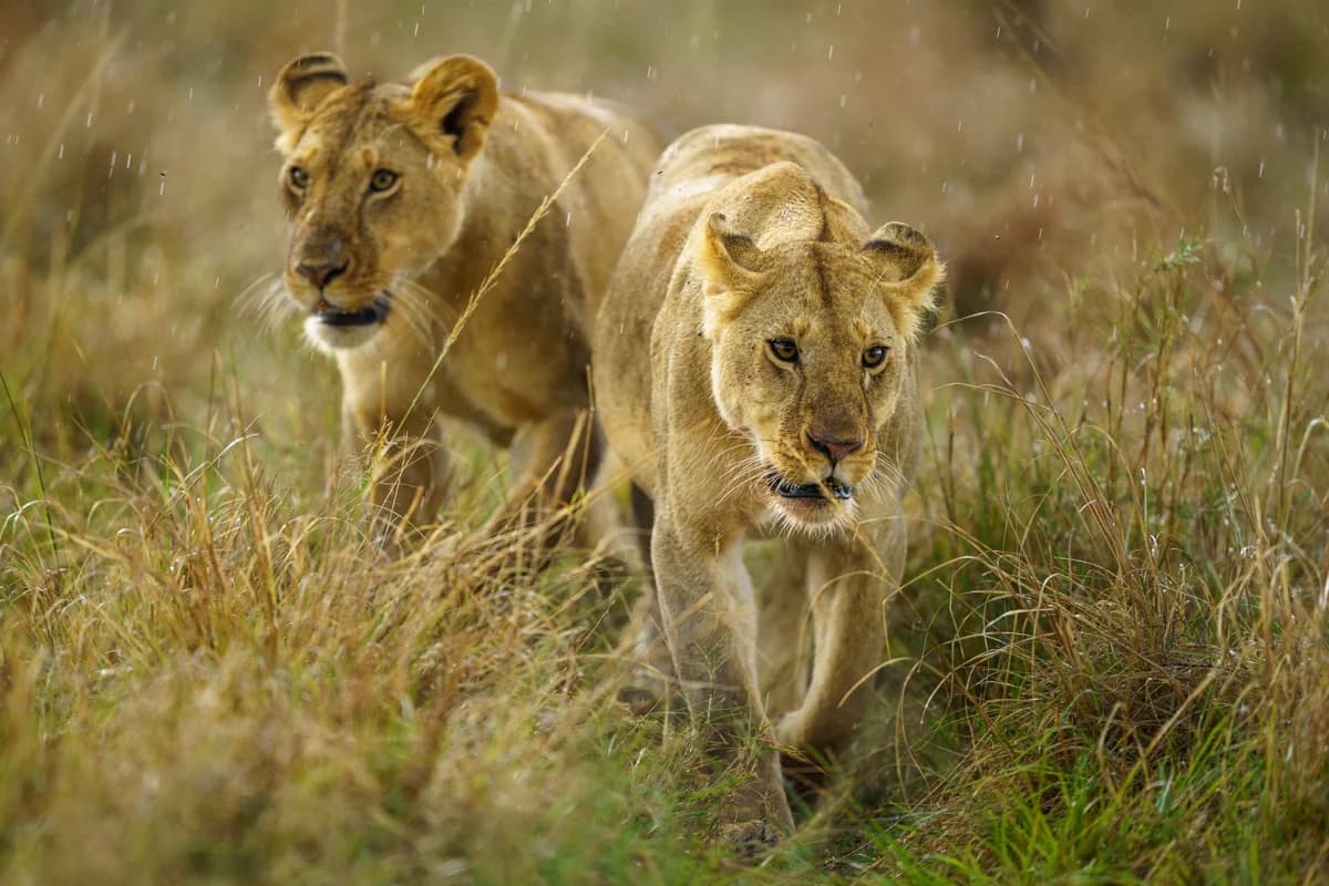 Lejonunge på klippa bland grönska i Masai Mara