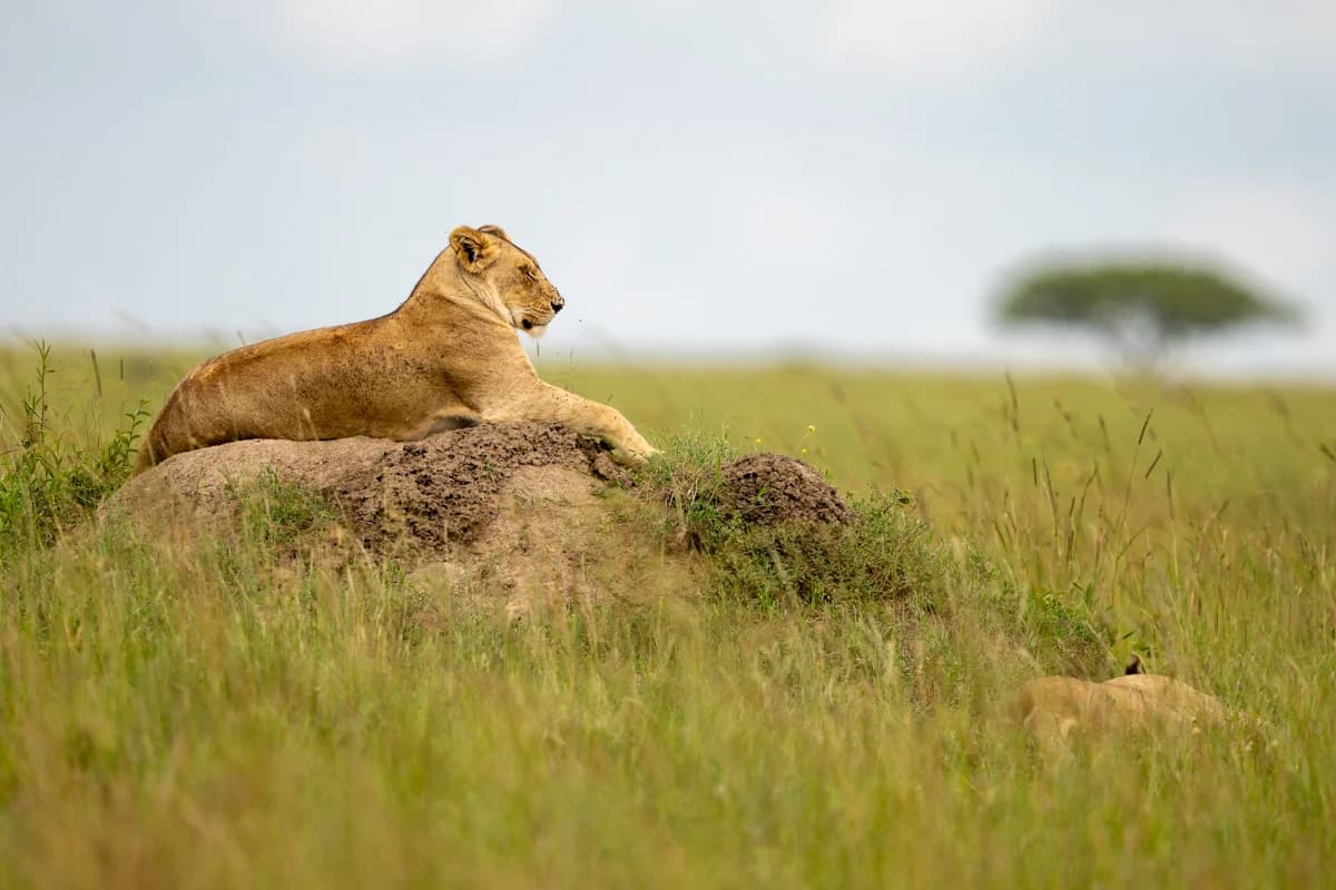 Thomsongasell på öppen savann med ensamt akacieträd i Masai Mara