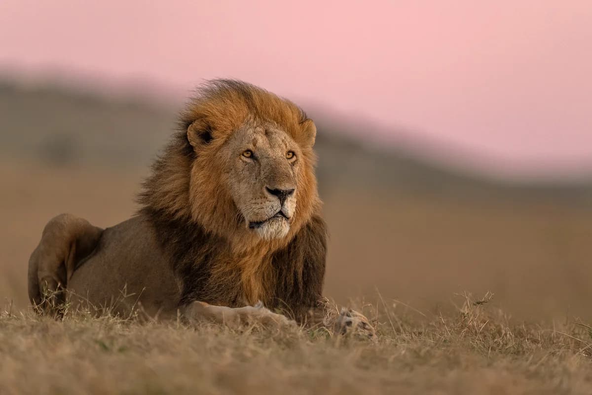 Masai Mara, Kenya – bild 1