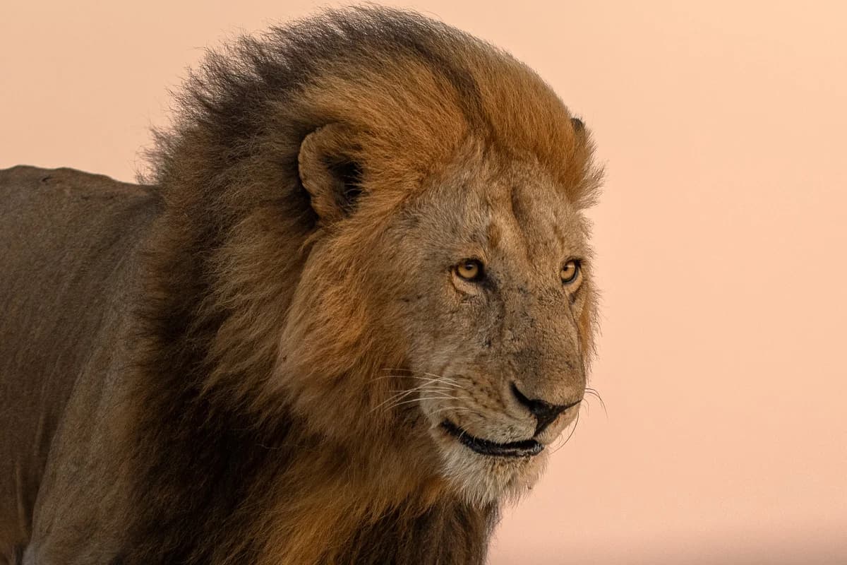 Masai Mara, Kenya – bild 2