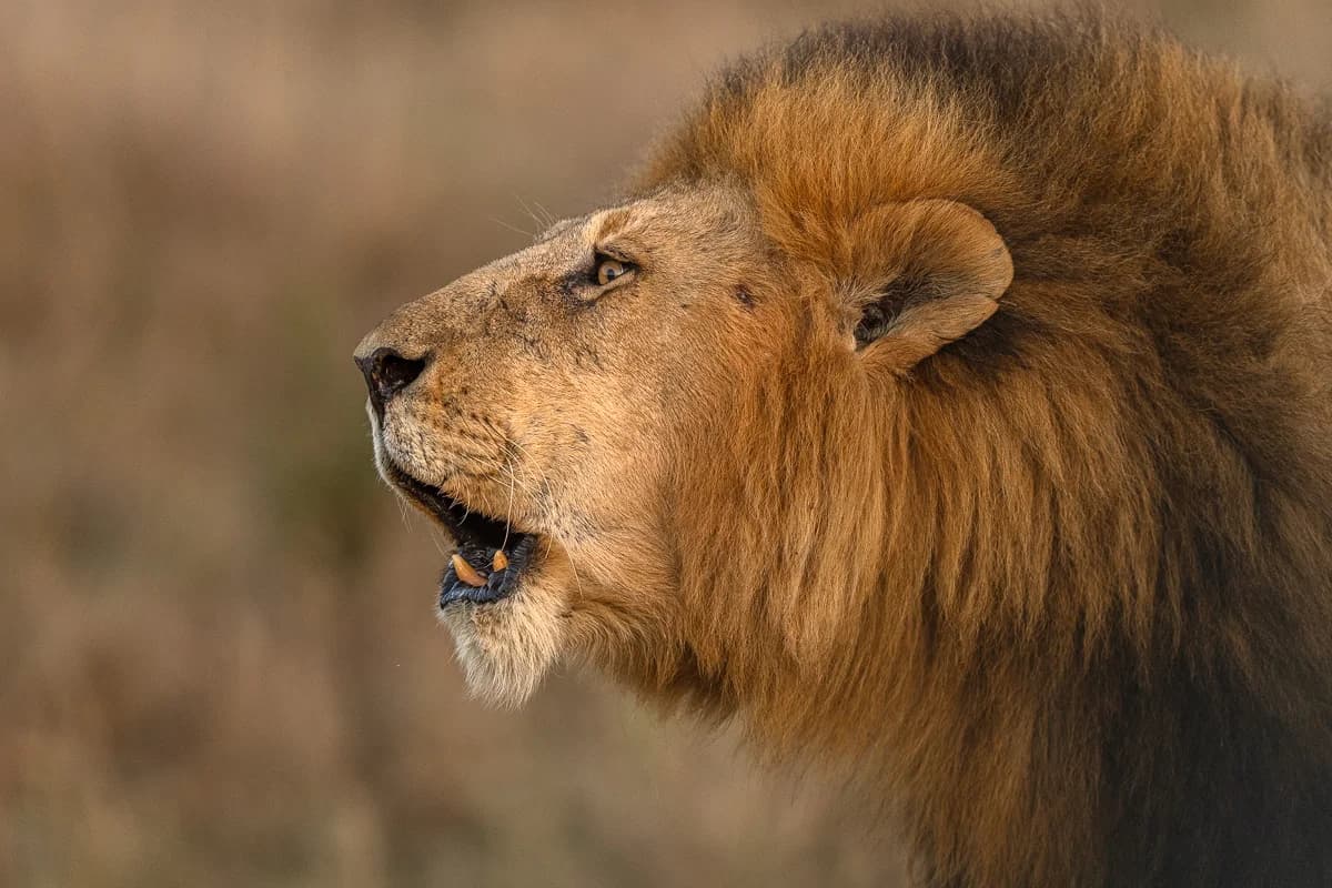 Masai Mara, Kenya – bild 3