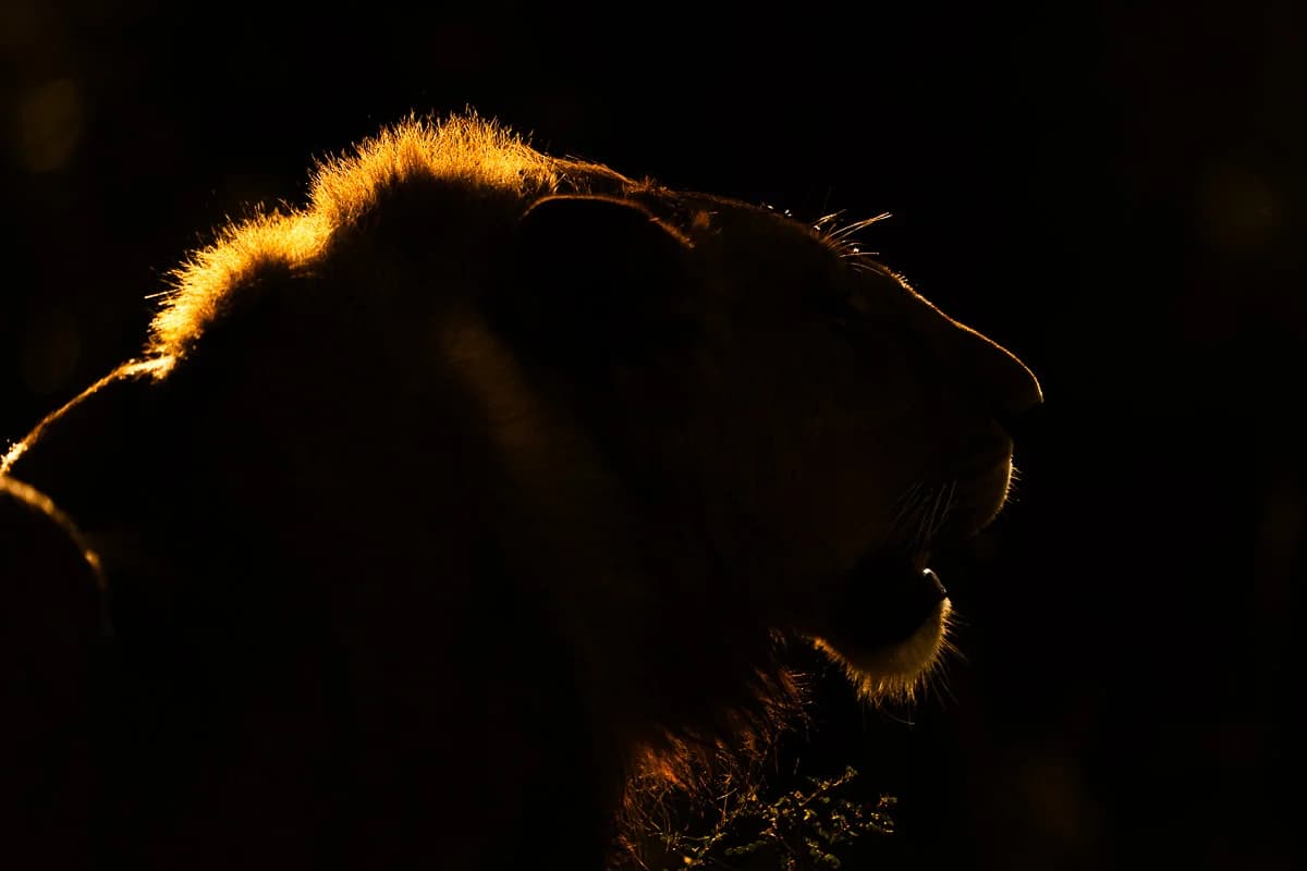 Masai Mara, Kenya – bild 4