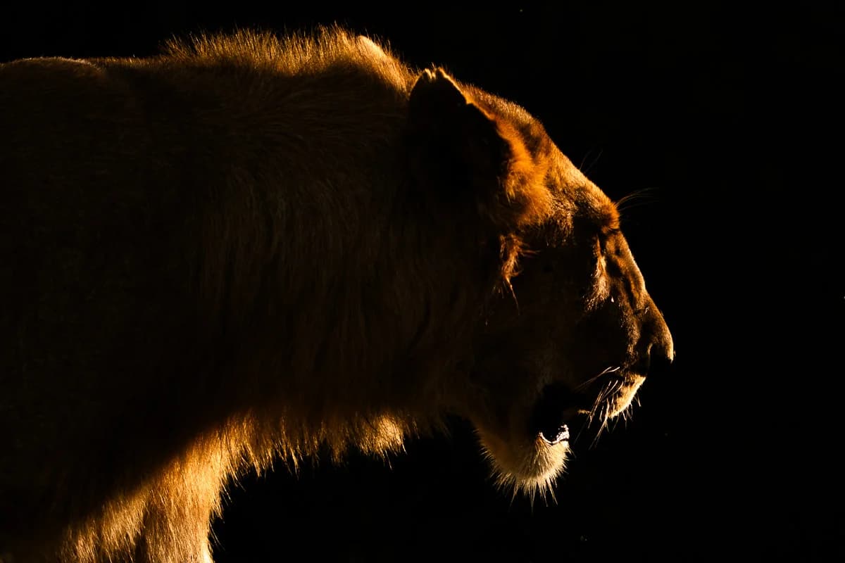 Masai Mara, Kenya – bild 5