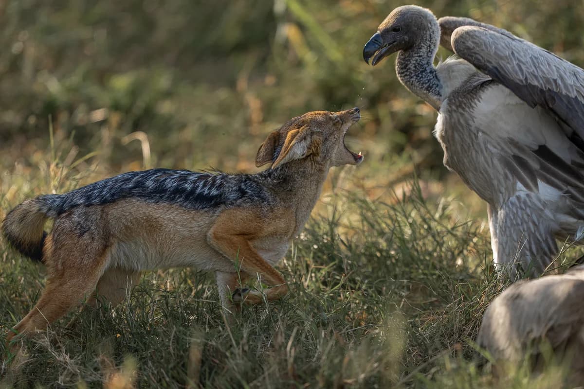 Masai Mara, Kenya – bild 6