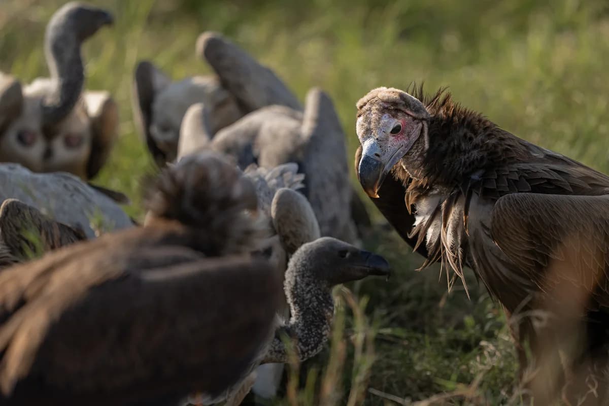 Masai Mara, Kenya – bild 7
