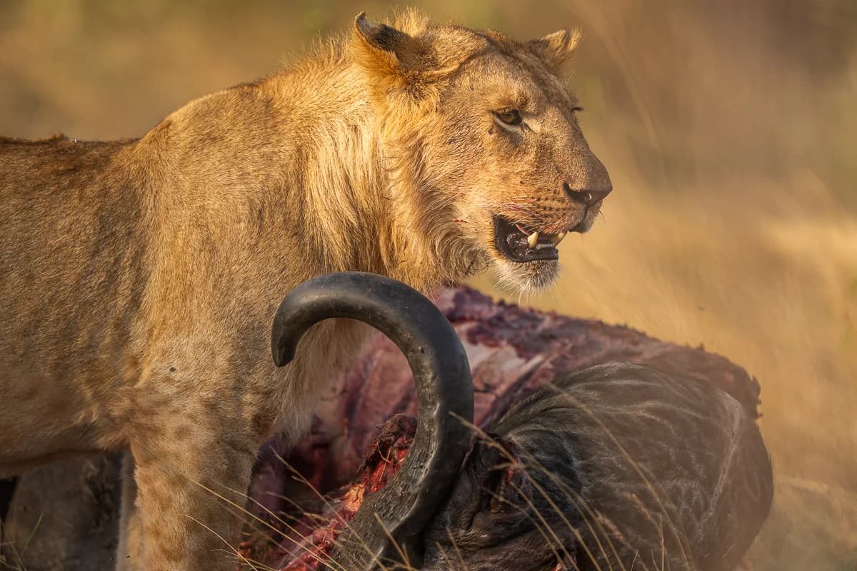 Masai Mara, Kenya – bild 8