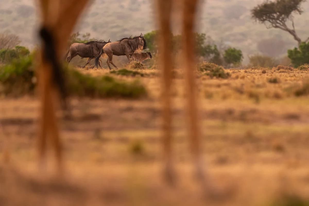 Masai Mara, Kenya – bild 17