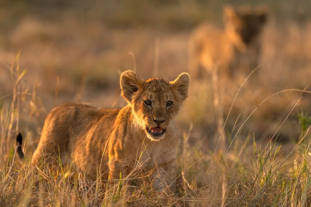 Masai Mara, Kenya – bild 18