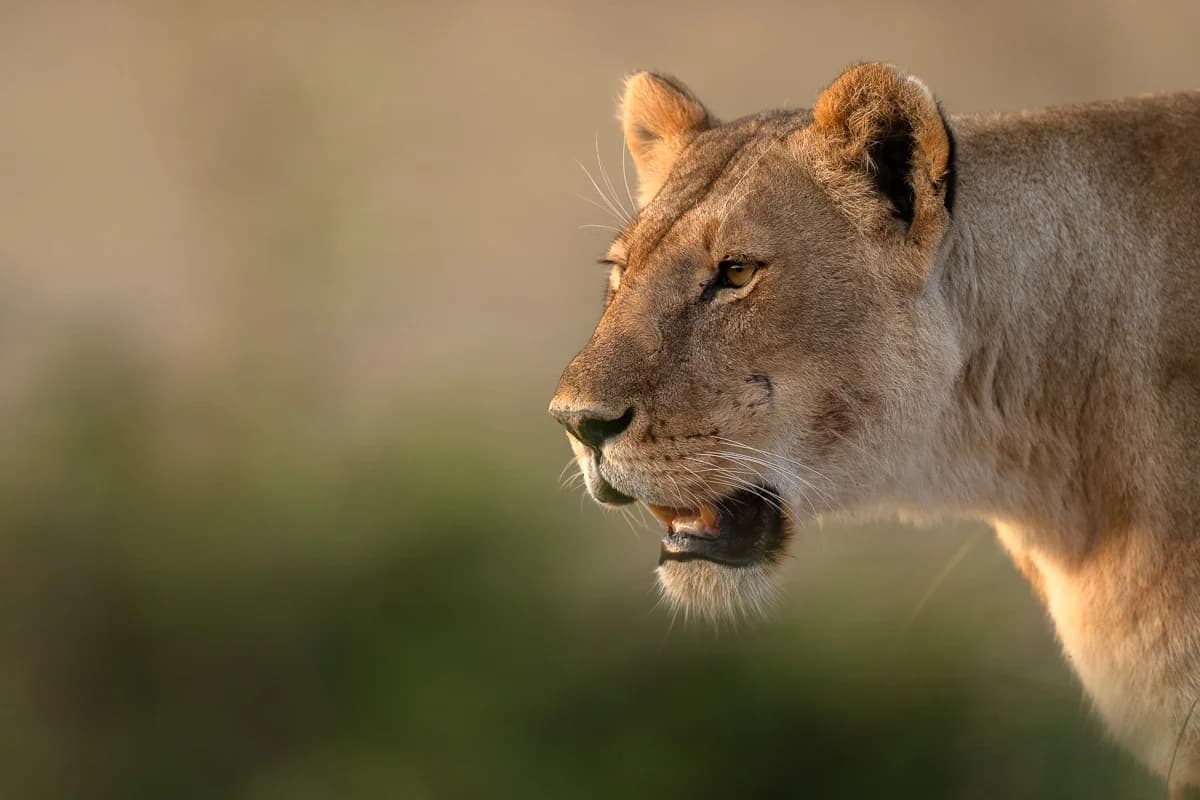 Masai Mara, Kenya – bild 19