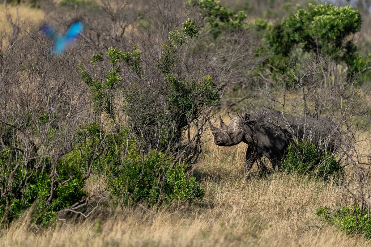 Masai Mara, Kenya – bild 20