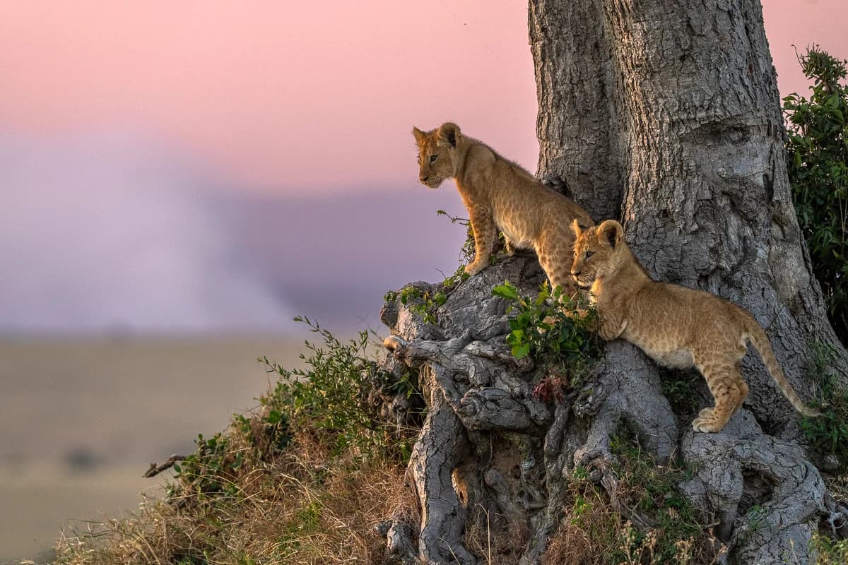 Masai Mara, Kenya – bild 23