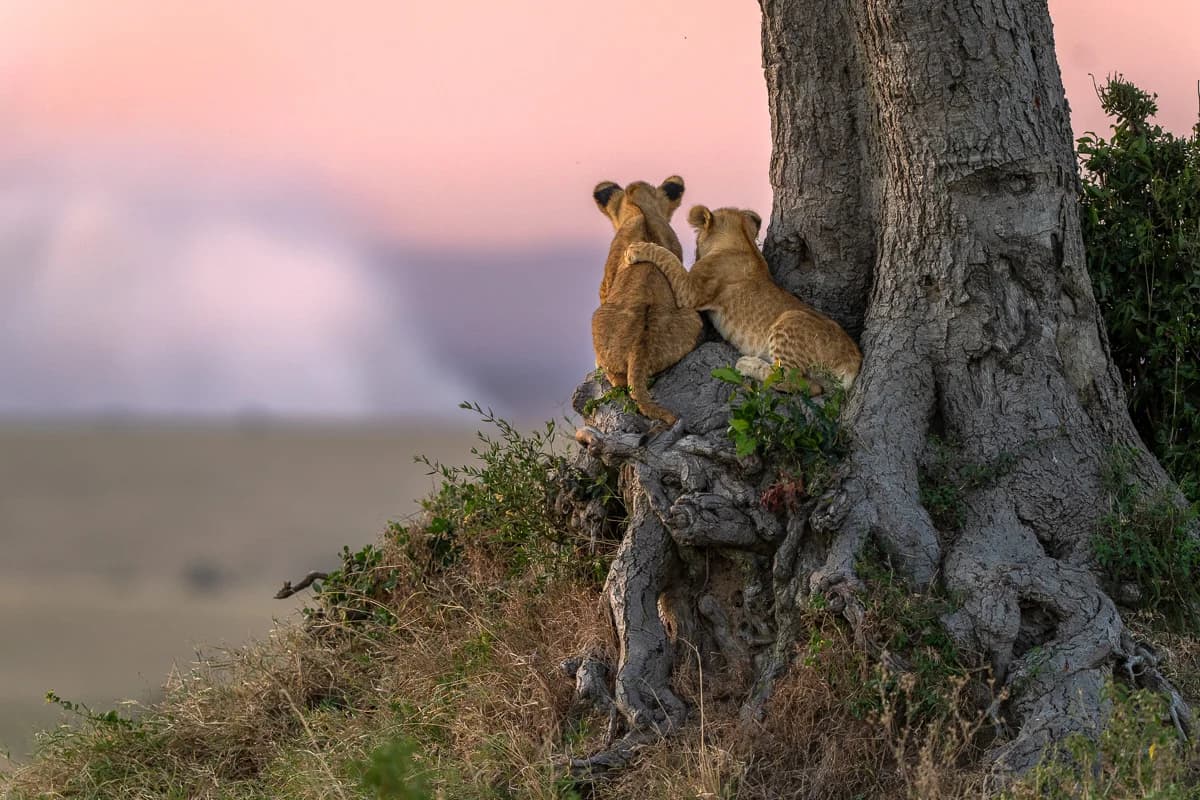 Masai Mara, Kenya – bild 24