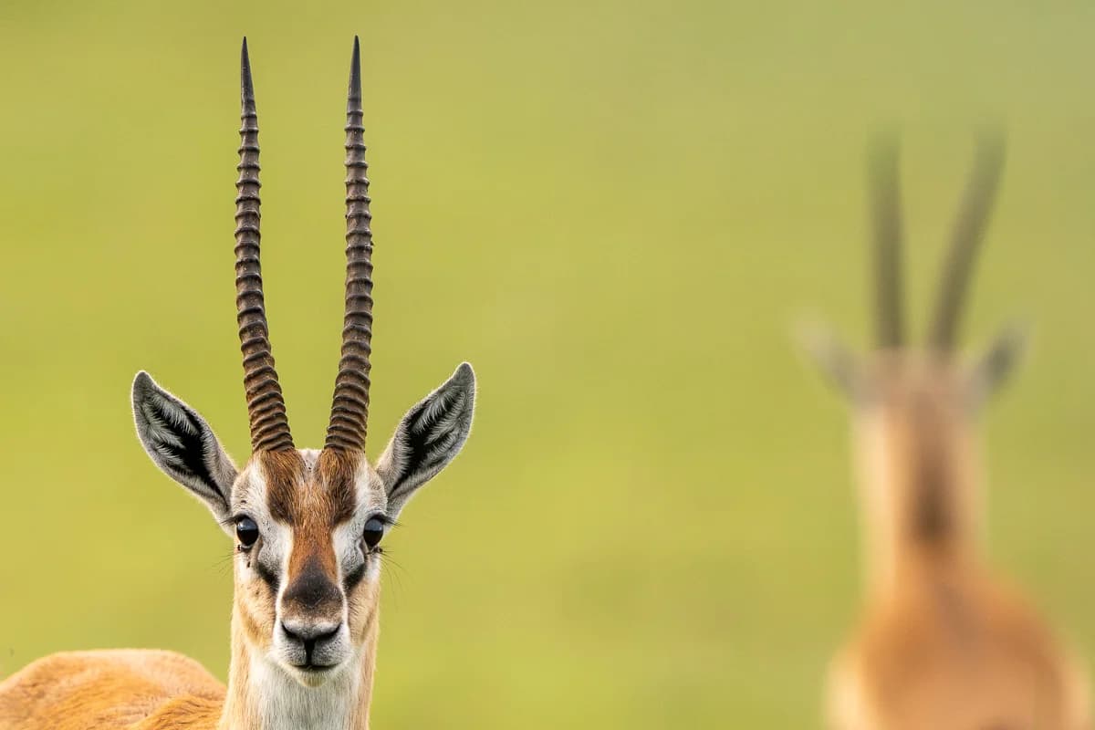 Masai Mara, Kenya – bild 27