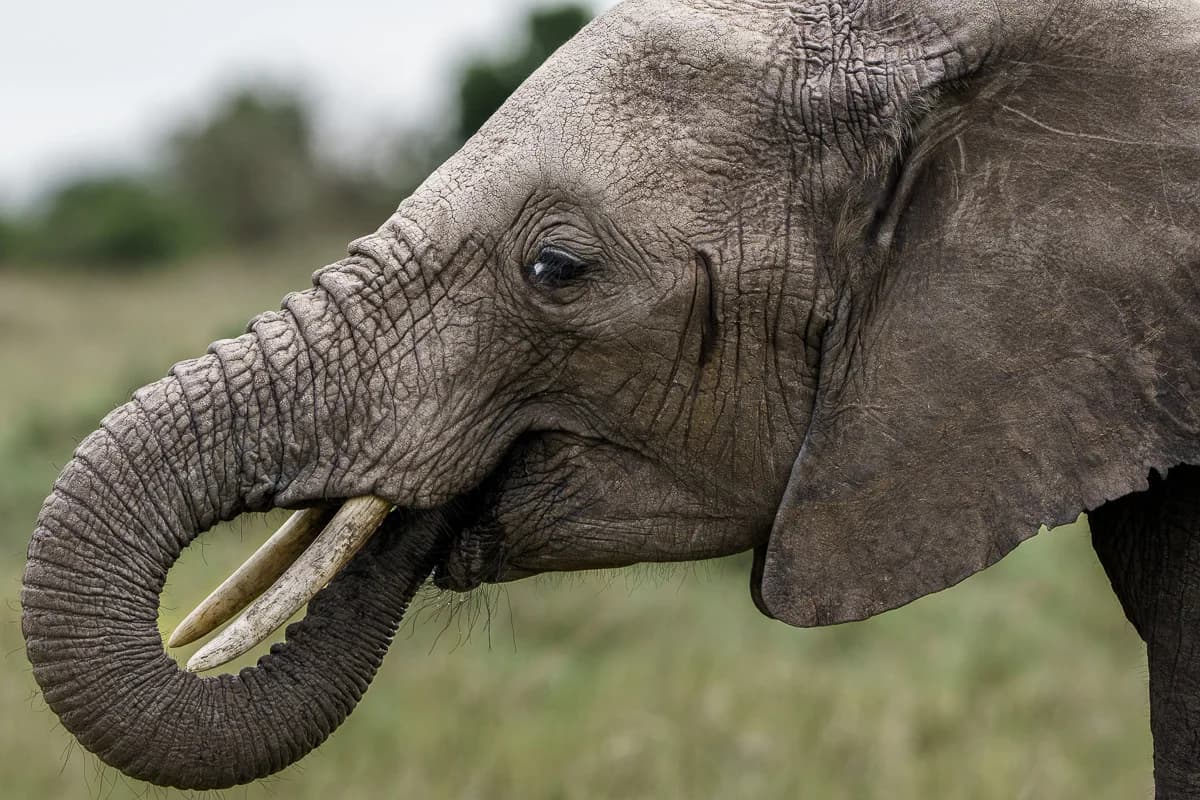 Masai Mara, Kenya – bild 28