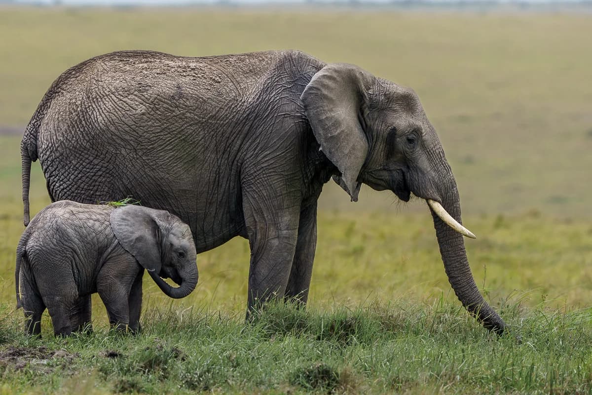 Masai Mara, Kenya – bild 30