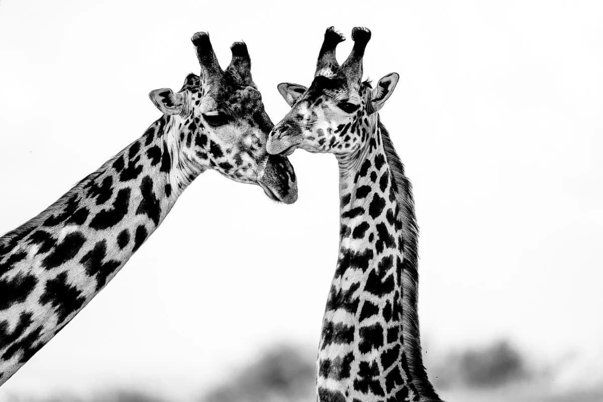 Masai Mara, Kenya – bild 32
