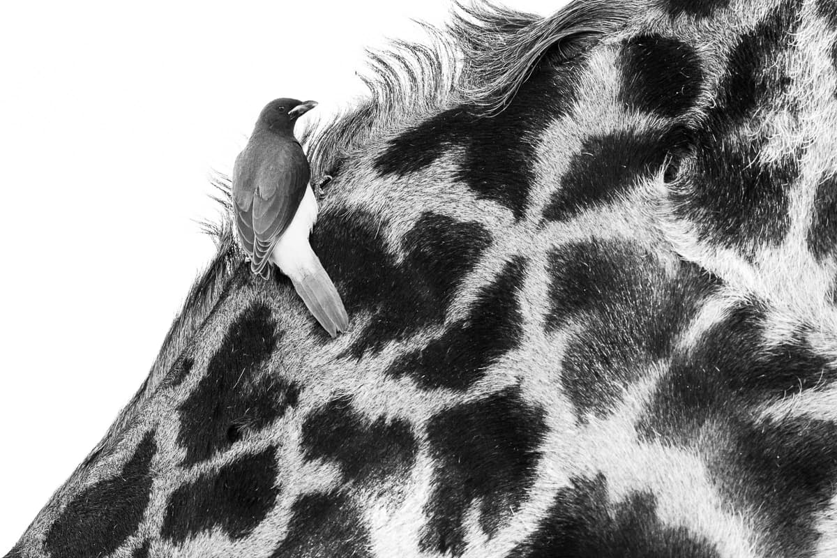 Masai Mara, Kenya – bild 33
