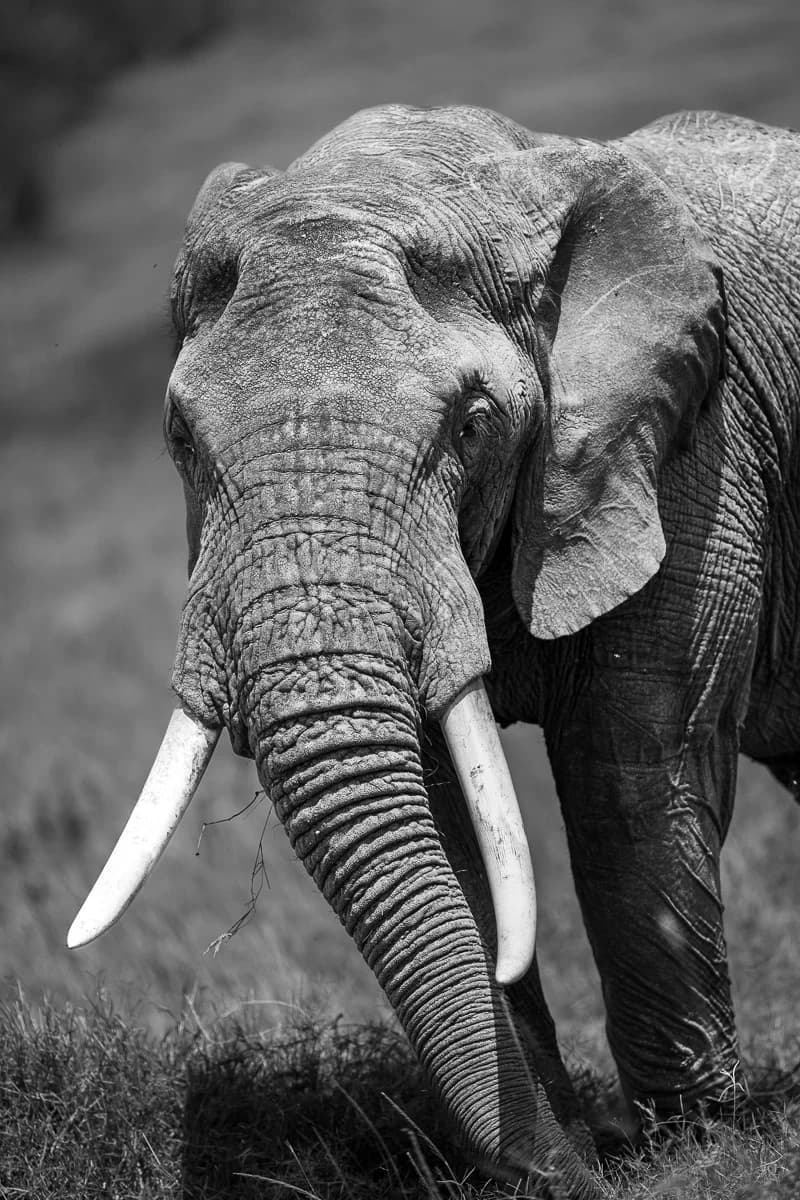 Masai Mara, Kenya – bild 34