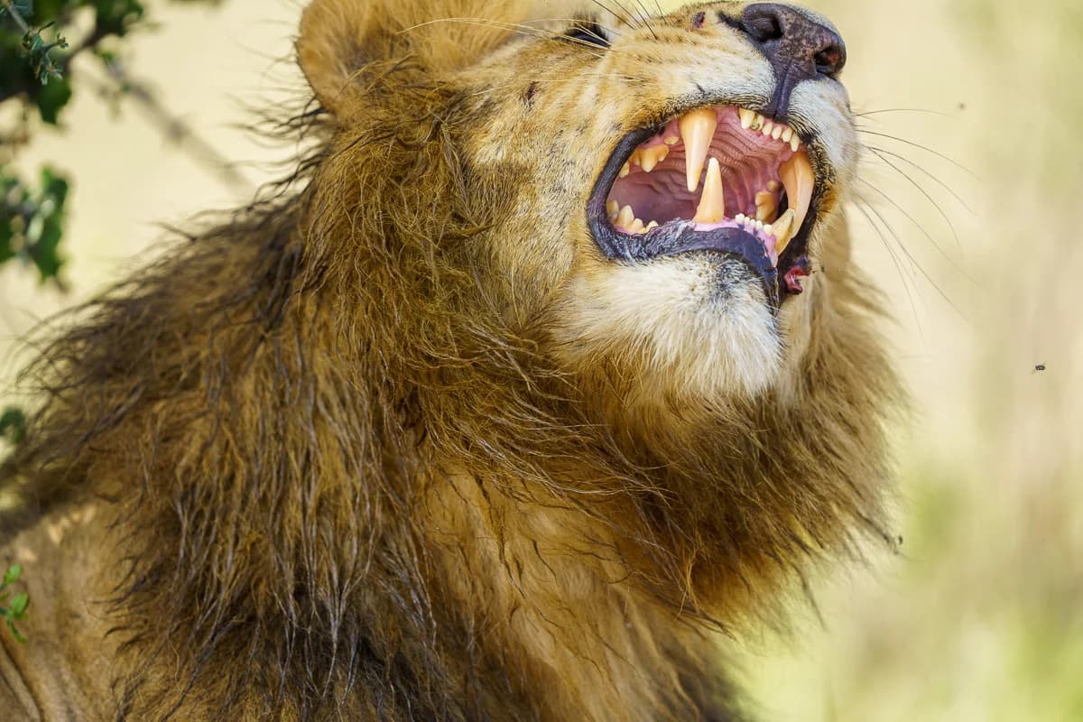 Masai Mara, Kenya – bild 35
