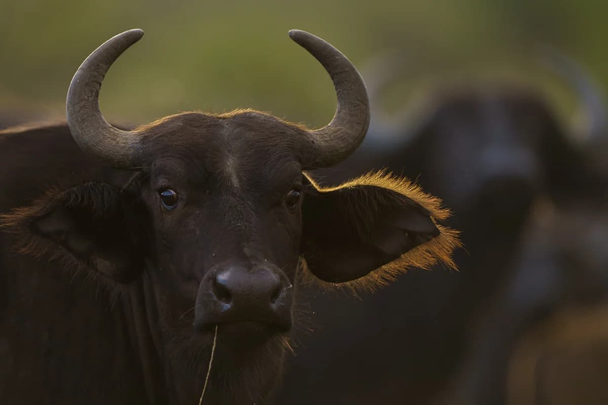 Masai Mara, Kenya – bild 37