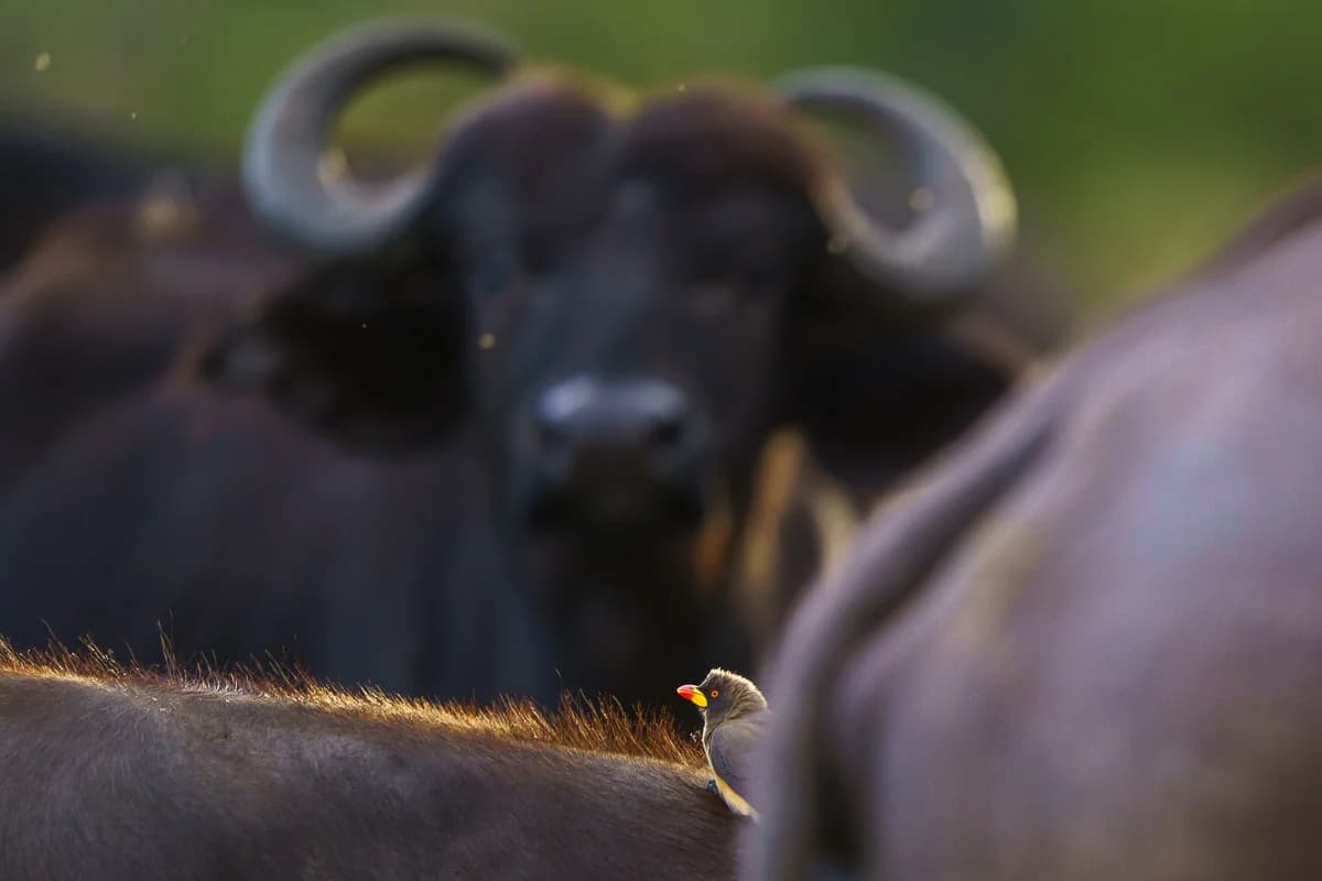 Masai Mara, Kenya – bild 38