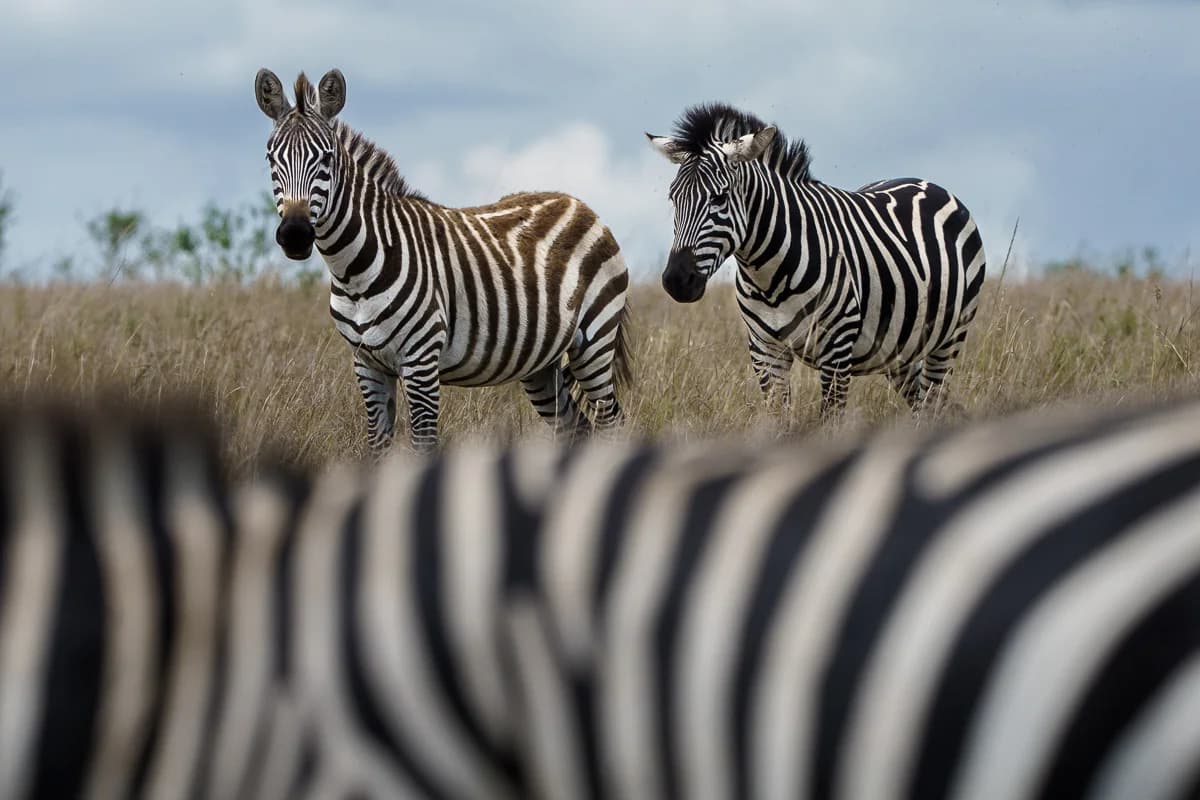 Masai Mara, Kenya – bild 44