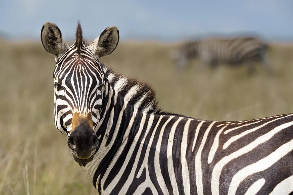 Masai Mara, Kenya – bild 45