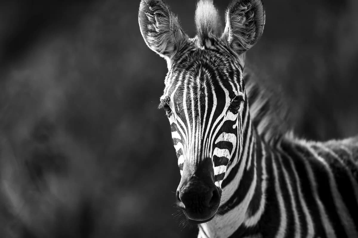 Masai Mara, Kenya – bild 47