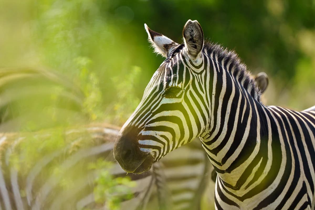 Masai Mara, Kenya – bild 48
