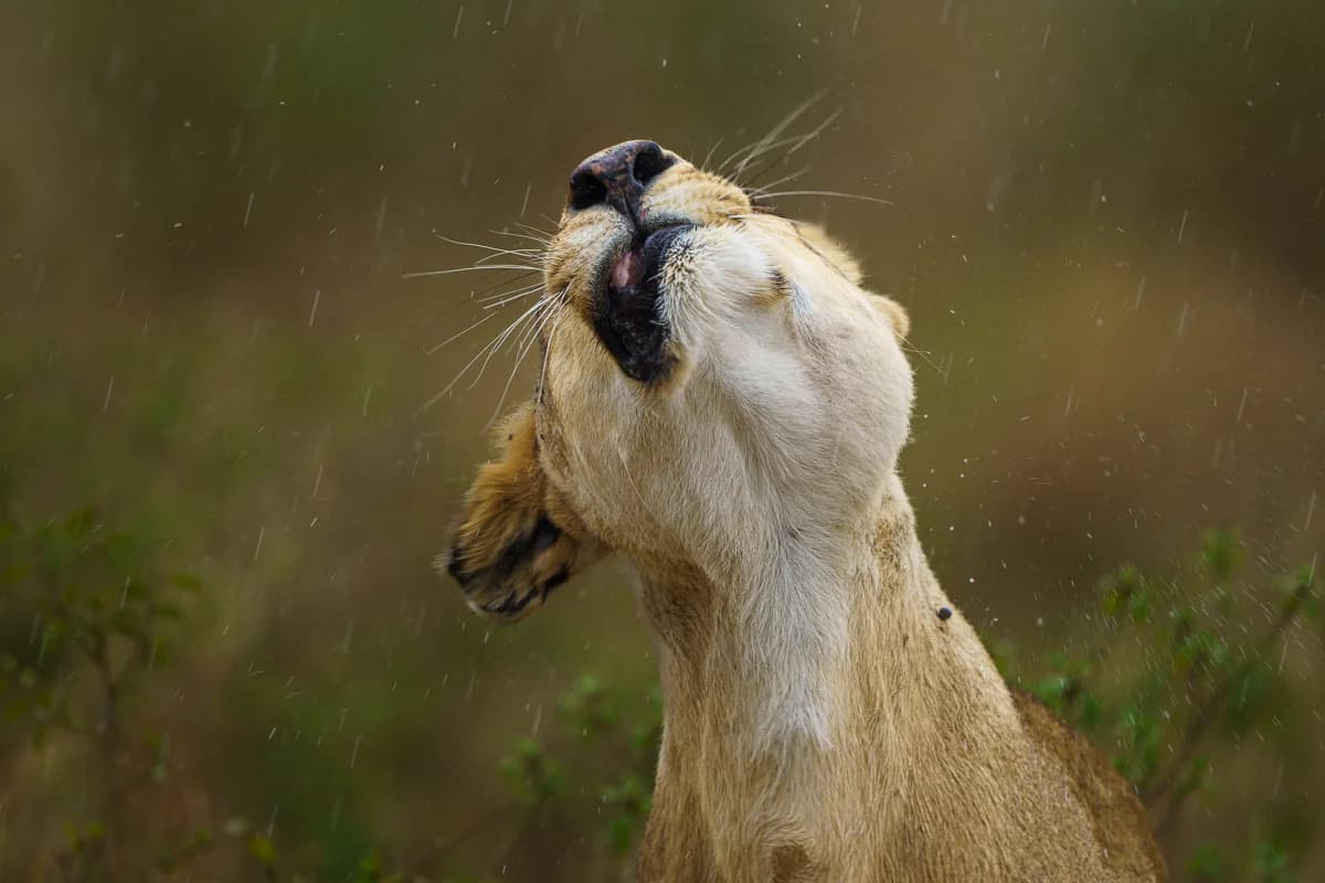 Masai Mara, Kenya – bild 50