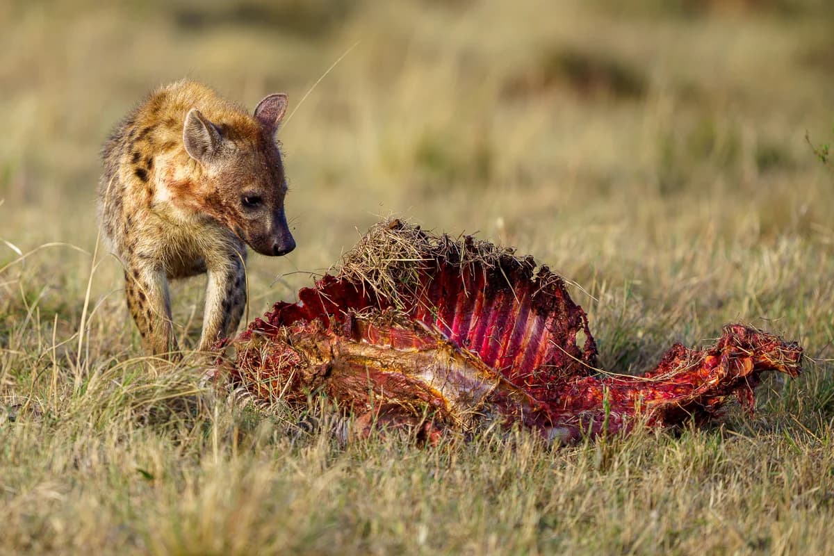 Masai Mara, Kenya – bild 51